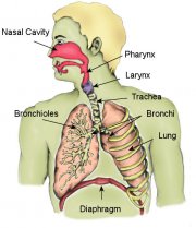 respiratorysystem